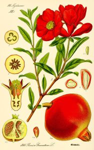 640px-Illustration_Punica_granatum2