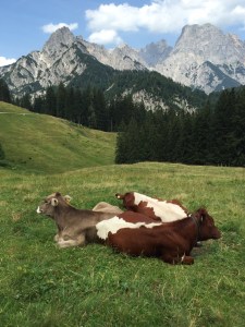 Sonntags haben auch die Kälber frei.