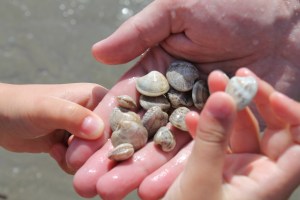 Lust auf ... Spaghetti alle vongole.