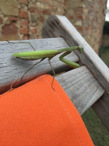 Eine Mantis religiosa. Hungrig oder bewacht sie die anliegende Kapelle?