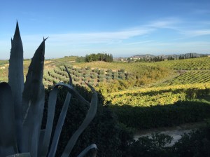 Mit uns gehen auch die Oliven. Erntevorbereitung am Tag der Abreise.